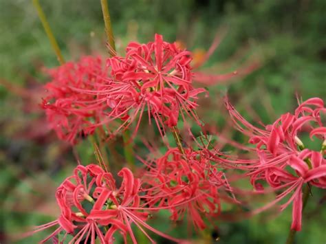 彼岸花風水|彼岸花の風水的飾り方！曼珠沙華と呼ばれる花の本当のパワー！